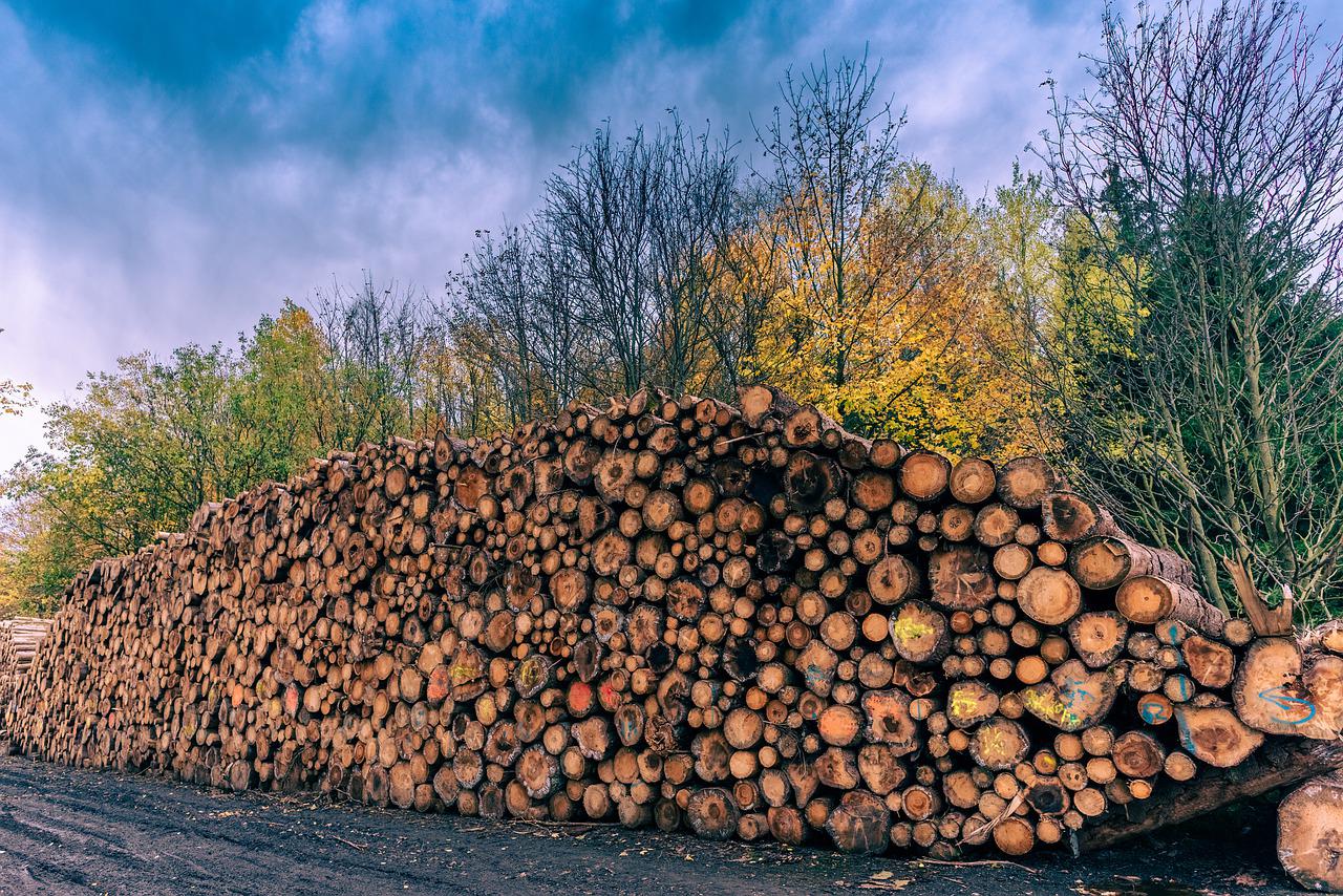 Tree Removal Services In Newport News VA